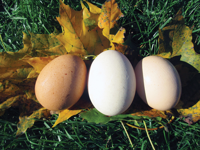 egg-pores-absorb